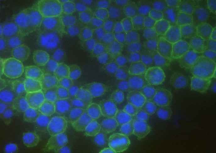 Anti-Mouse FCGR4 Antibody [B388]