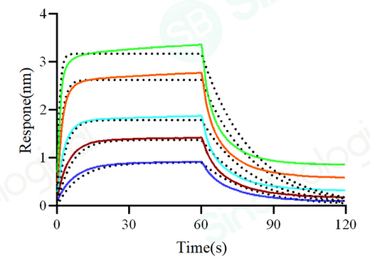 Loaded Biotinylated Human FcγRIIA / CD32a (H167) recombinant protein (His & Avi Tag) (Cat. PKSH030290) on SA Biosensor, can bind Rituximab (IgG1) with an affinity constant of 0.53 μM as determined in a BLI assay (Sartorius Octet Red384).