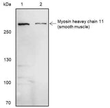 Anti-Human Smooth Muscle Myosin heavy chain 11 Antibody [A362]