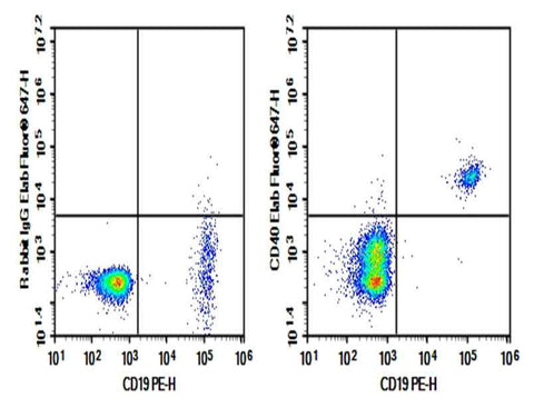 Anti-Human CD40 Antibody [5D12] - ABMIUM