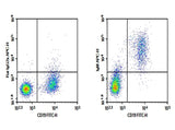C57/BL6 Mouse splenocytes were stained with 0.2 μg Purified Anti-Mouse IgM Antibody[RMM-1](Right) and 0.2 μg Rat IgG2a, κ Isotype Control (Left), followed by APC-conjugated Goat Anti-Rat IgG Secondary Antibody, then anti-Mouse CD19 FITC-conjugated Monoclonal Antibody.