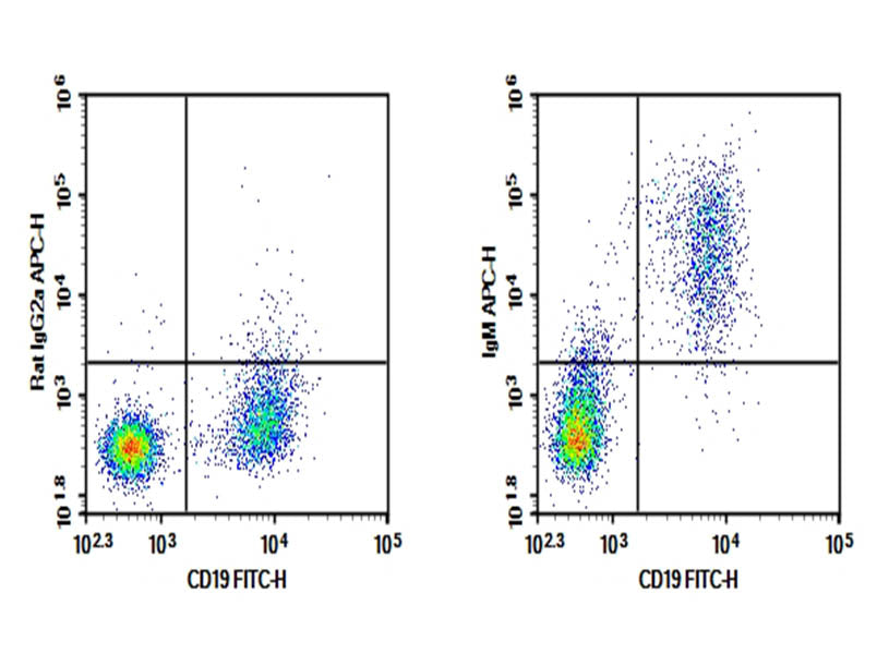 C57/BL6 Mouse splenocytes were stained with 0.2 μg Purified Anti-Mouse IgM Antibody[RMM-1](Right) and 0.2 μg Rat IgG2a, κ Isotype Control (Left), followed by APC-conjugated Goat Anti-Rat IgG Secondary Antibody, then anti-Mouse CD19 FITC-conjugated Monoclonal Antibody.