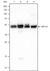 Anti-Human/Rat/Mouse eEF1A1 Antibody [A521]