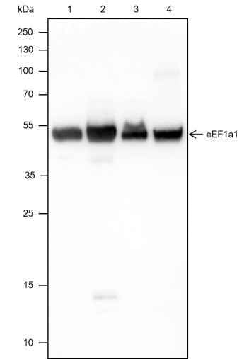 Anti-Human/Rat/Mouse eEF1A1 Antibody [A521]