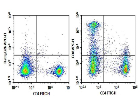 Anti-Mouse CD8 Antibody [5H10-1] - ABMIUM