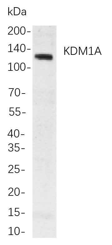 Anti-Human/Mouse/Rat KDM1A Antibody [B775] - ABMIUM