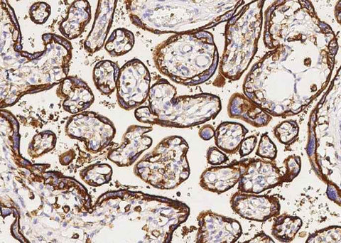 Anti-Human SLC3A2 Antibody [B345] - ABMIUM