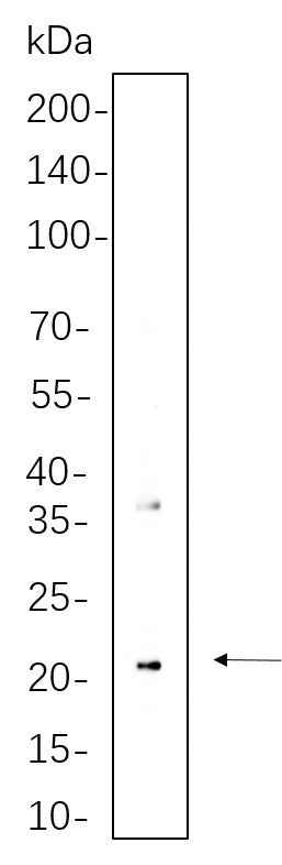 Anti-Human/Mouse CD90 Antibody [B541] - ABMIUM