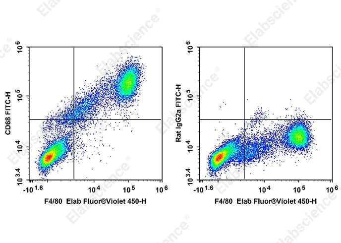 Anti-Mouse CD68 Antibody [FA-11] - ABMIUM