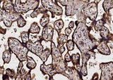 Anti-Human NRP1 Antibody [A1213] - ABMIUM