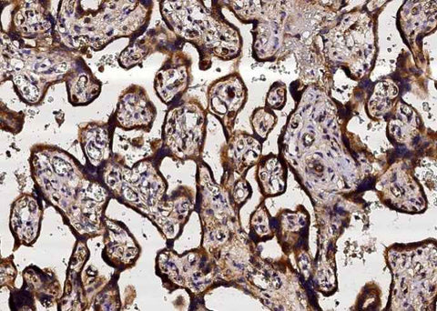 Anti-Human NRP1 Antibody [A1213] - ABMIUM