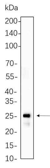 Anti-Human/Mouse/Rat HSP27 Antibody [B1073]