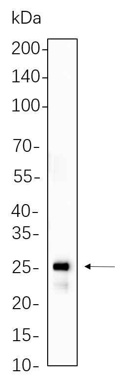 Anti-Human/Mouse/Rat HSP27 Antibody [B1073] - ABMIUM