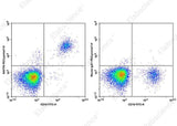 Anti-Human BAFFR Antibody [7H12] - ABMIUM