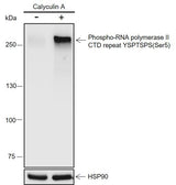 Anti-Human/Rat Phospho-RNA Polymerase II CTD Repeat YSPTSPS (Ser5) Antibody [A822] - ABMIUM