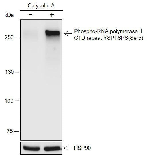Anti-Human/Rat Phospho-RNA Polymerase II CTD Repeat YSPTSPS (Ser5) Antibody [A822] - ABMIUM