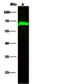 Anti-Mouse METAP2 Antibody [B459]