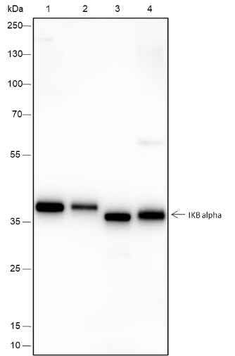 Anti-Human/Rat/Mouse IkB alpha Antibody [A419]