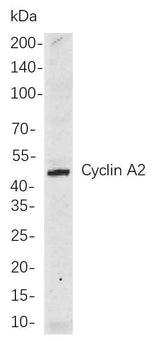 Anti-Human/Mouse/Rat Cyclin A2 Antibody [B703]