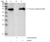 Anti-Human PXN Antibody [B310]