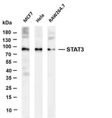 Anti-Human/Mouse/Rat Stat3 Antibody [B794]