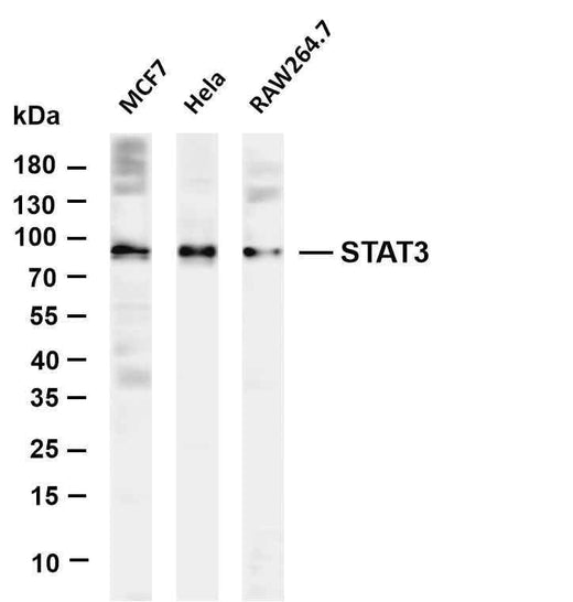 Anti-Human/Mouse/Rat Stat3 Antibody [B794] - ABMIUM