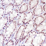 Anti-Mouse Ku80 Antibody [A283]
