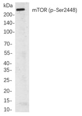 Anti-Human/Mouse/Rat mTOR Antibody [6B4]