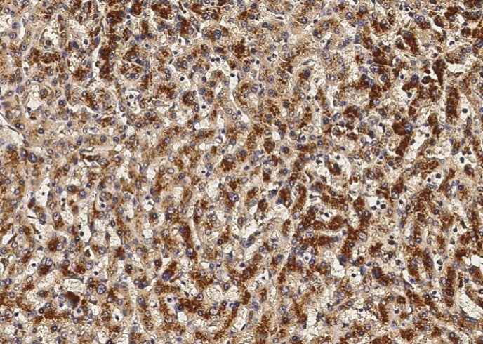 Anti-Human/Cynomolgus VEGFA Antibody [A854] - ABMIUM
