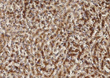 Anti-Human/Cynomolgus VEGFA Antibody [A854] - ABMIUM