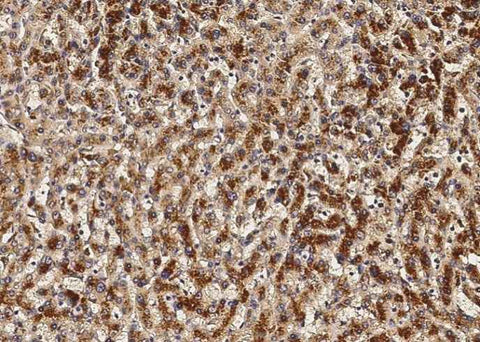 Anti-Human/Cynomolgus VEGFA Antibody [A854] - ABMIUM