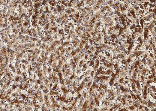 Anti-Human/Cynomolgus VEGFA Antibody [A854] - ABMIUM