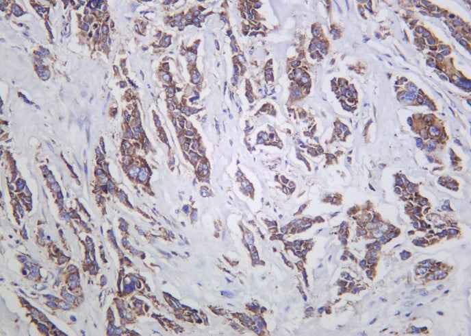 Anti-Human/Mouse/Rat G3BP1 Antibody [B1030]