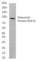 Anti-Human/Mouse/Rat Polycomb Protein SUZ12 Antibody [B804]