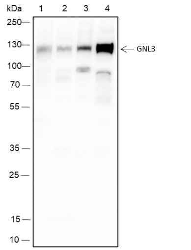 Anti-Mouse MPP8 Antibody [A305]