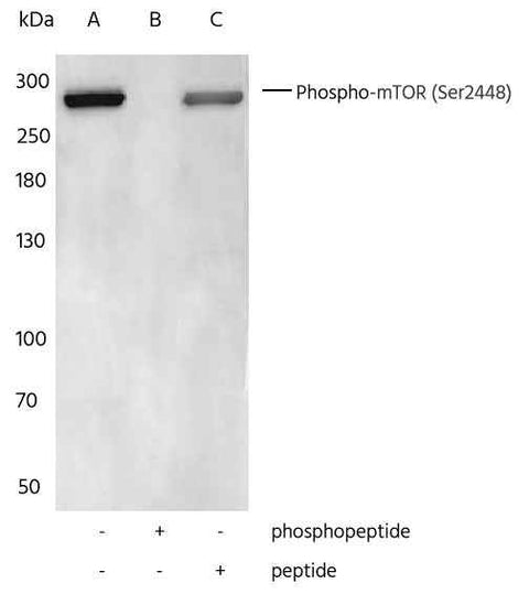 Anti-Human MTOR Antibody [4B9] - ABMIUM