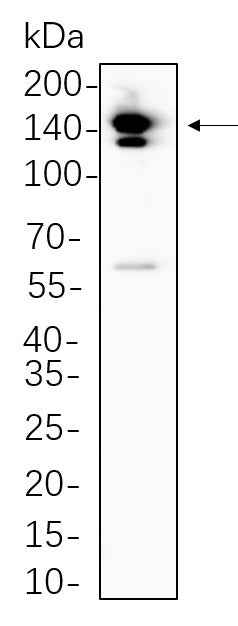 Anti-Human/Mouse/Rat Trk pan Antibody [B674] - ABMIUM