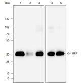 Anti-Human/Rat/Mouse MFF Antibody [A715]