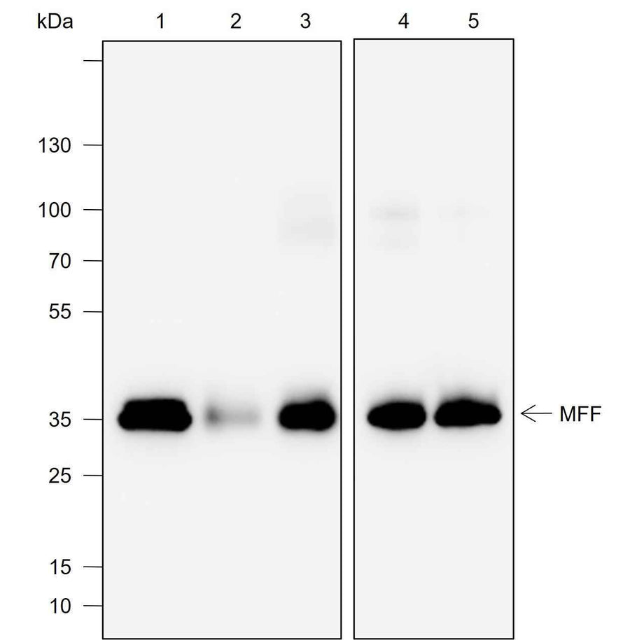 Anti-Human/Rat/Mouse MFF Antibody [A715]