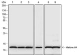 Anti-Human/Rat/Mouse/Yeast/Pig Histone H4 Antibody [A656]