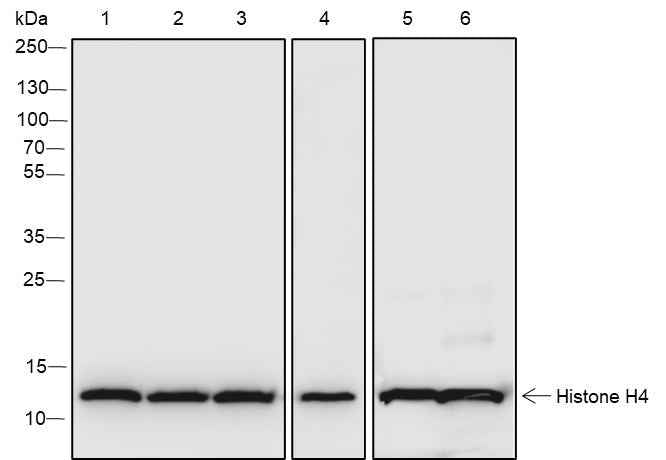 Anti-Human/Rat/Mouse/Yeast/Pig Histone H4 Antibody [A656]