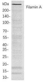 Anti-Human/Mouse/Rat Filamin A Antibody [B704]