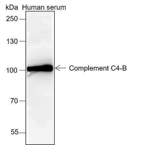 Anti-Human Complement C4-B Antibody [A146] - ABMIUM