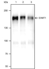 Anti-Human EHMT1 Antibody [A405]