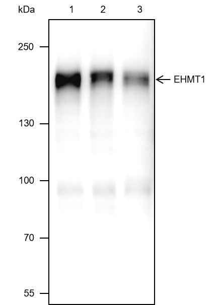 Anti-Human EHMT1 Antibody [A405] - ABMIUM