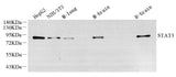 Western Blot analysis of various samples using STAT3 Monoclonal Antibody at dilution of 1:1500.
