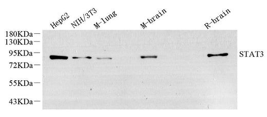 Western Blot analysis of various samples using STAT3 Monoclonal Antibody at dilution of 1:1500.