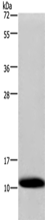 Anti-Human/Mouse COX6B1 Antibody - ABMIUM