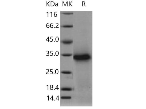 > 93 % as determined by reducing SDS-PAGE.