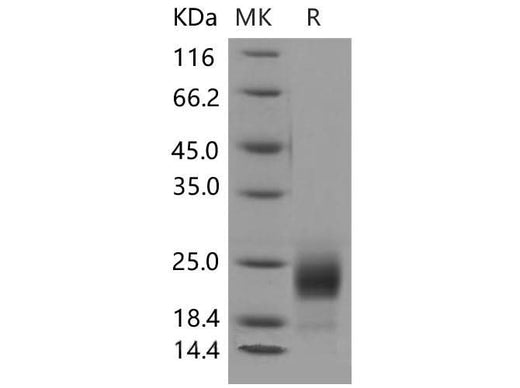 > 93 % as determined by reducing SDS-PAGE.